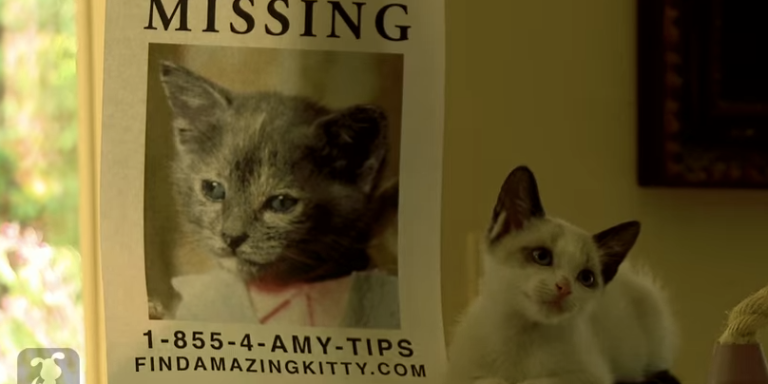 ‘Gone Girl’ Parodied By Kittens Is Honestly The Best Thing You’ll See Today