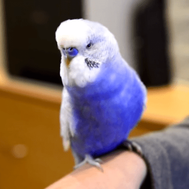 Watch This Little Bird Imitate R2-D2 (And It Sounds Absolutely Identical)