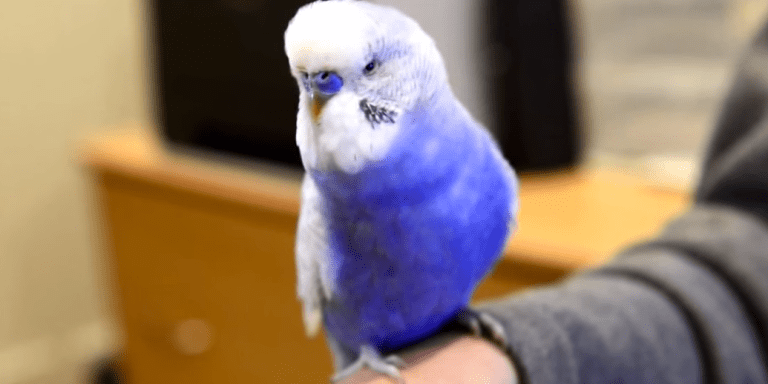 Watch This Little Bird Imitate R2-D2 (And It Sounds Absolutely Identical)