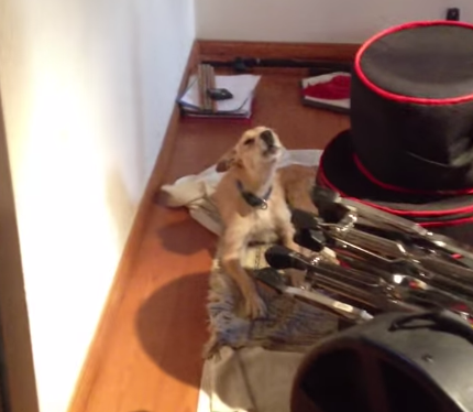 You Have To Stop What You’re Doing Right Now To Watch This Dog Sing The Blues