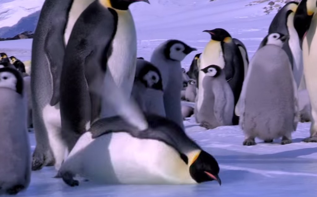 Here’s A Montage Of Penguins Falling Down That Will Totally Brighten