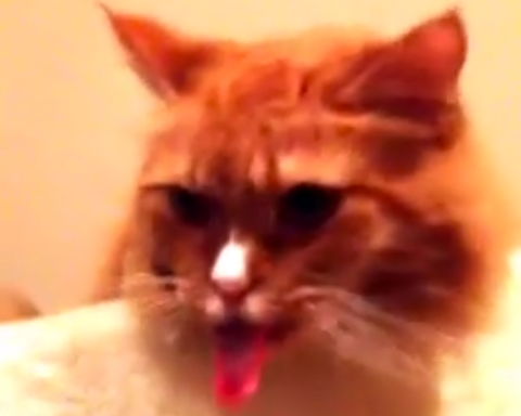 This Cat Can’t Seem To Stop Sticking Its Tongue Out When It Hears Someone Unrolling Tape