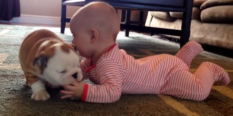 I Know You Want To Watch This Bulldog Puppy Kiss The Heck Out Of This Baby