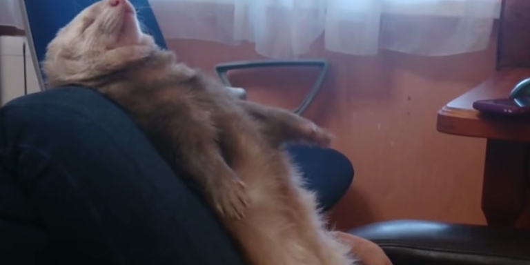 If You’ve Never Seen A Ferret Fall Asleep, Now Is The Time To Watch This Video