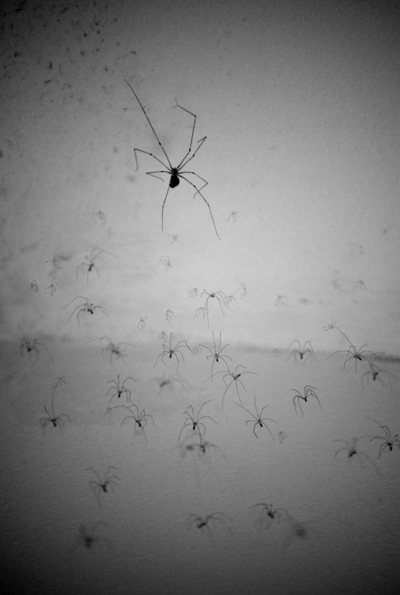 Daddy long legs spider with babies, I assume this is the mo…