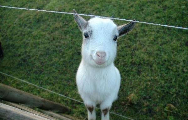 17 Adorable Photos Of Goats That Will Brighten Your Day