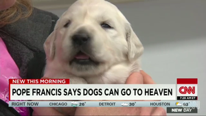Serious Have For Pope Francis Now That Dogs Can Go To Heaven | Thought