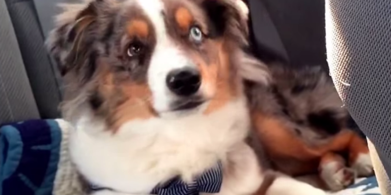 You Won’t Believe What This Adorable Puppy Does After It Wakes Up To Its Favorite Song, ‘Let It Go’