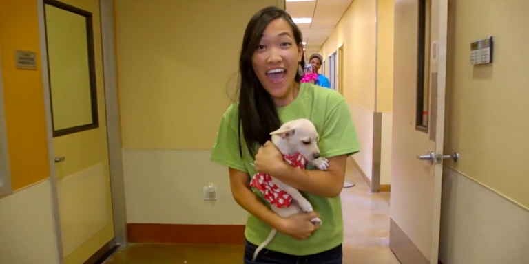 Must Watch Lip Dub Of “You Make My Dreams Come True” With Puppies And Kittens