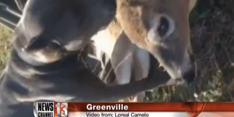 Sweet Angel Pit Bull Comforts Deer In Need With Sloppy Kisses