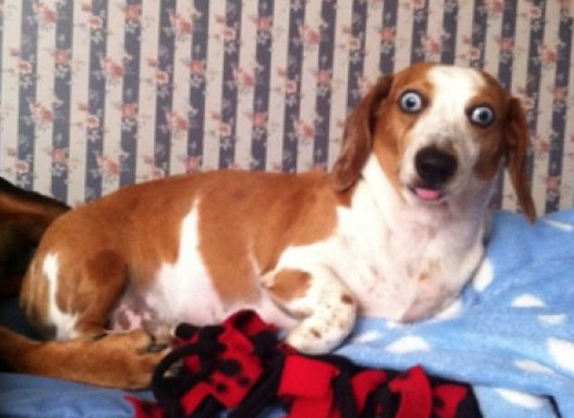 19 Derpy Dog Moments That’ll Have You Laughing In No Time