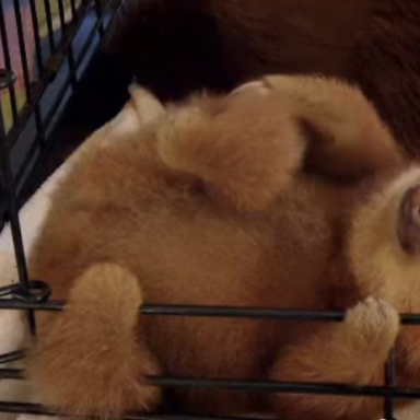 You Need To Watch This Video Of Sloths Taking A Bath Because Cute