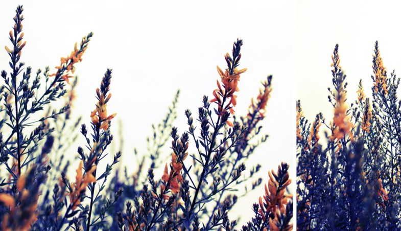 Flickr / smwright