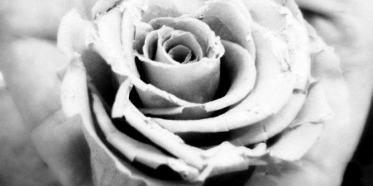 ‘A Crumb, Mademoiselle’