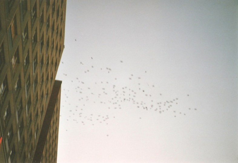 Flickr / Caro