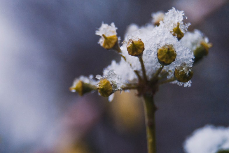 Flickr / Sarah Giboni