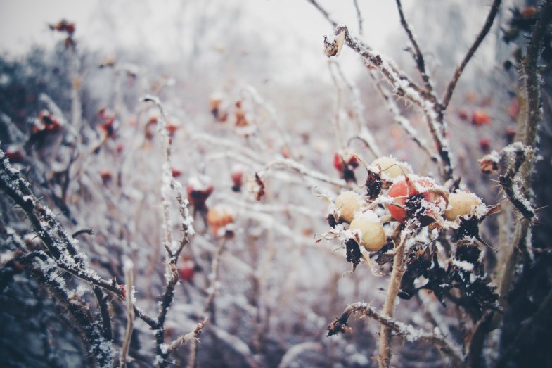 Flickr / Maria Morri