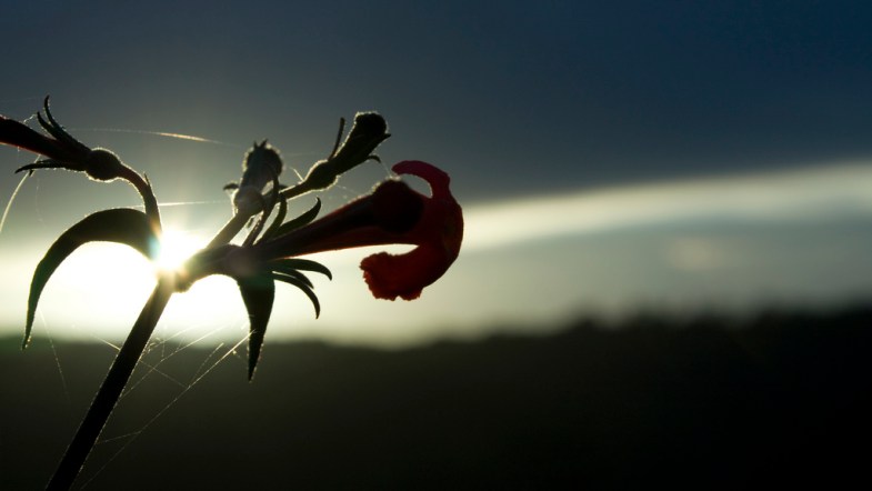 Flickr / Mario Pleitez