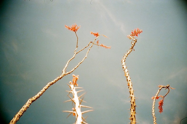 Flickr / Chris Randall