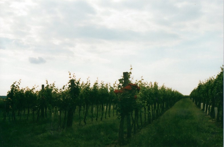 Flickr / smwright