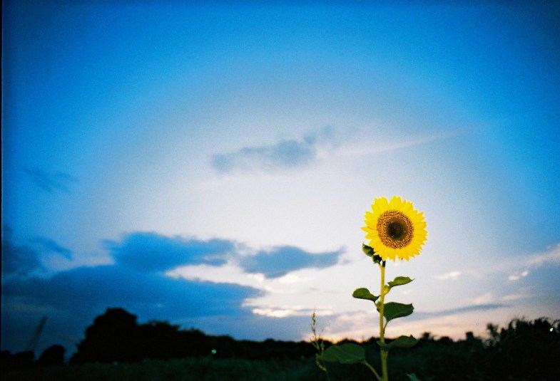 Flickr / tomo tang