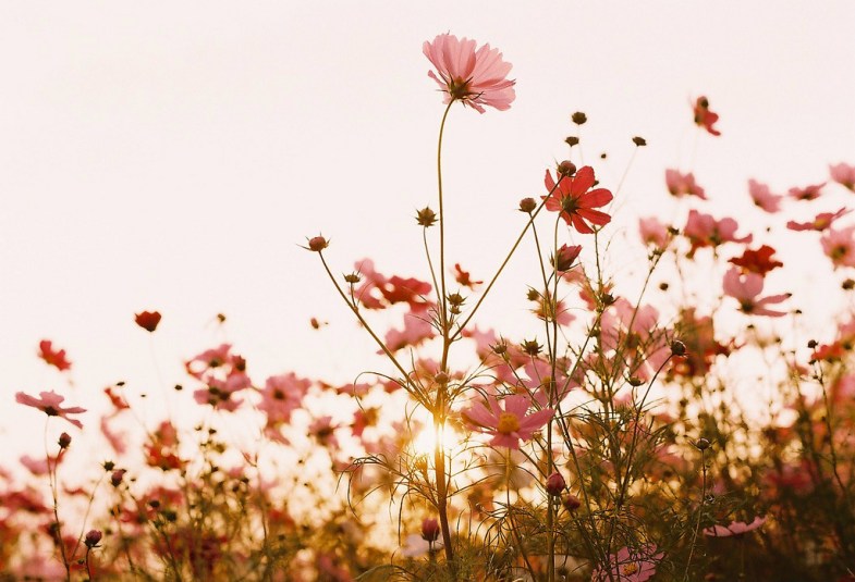 Flickr / tomo tang