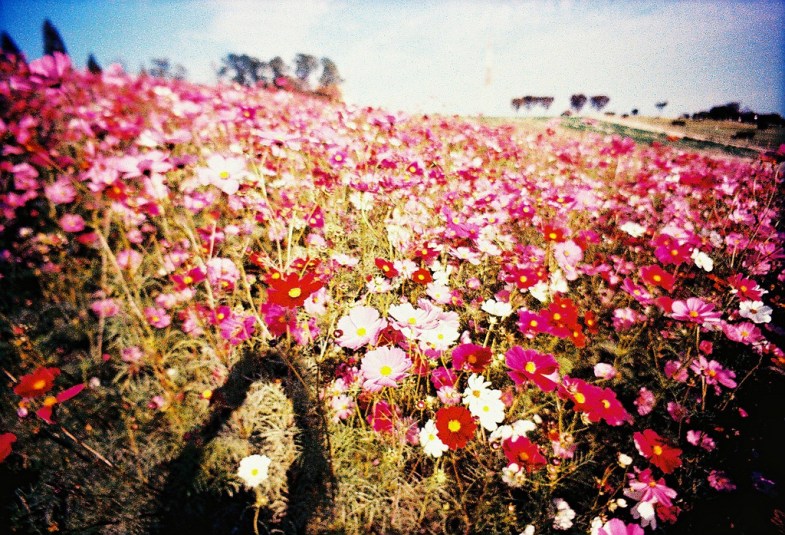 Flickr / tomo tang