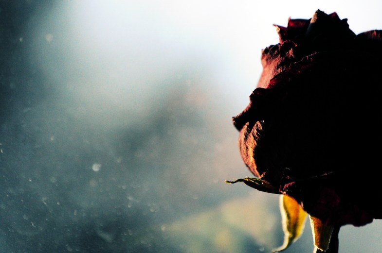 Flickr / Sophia Louise