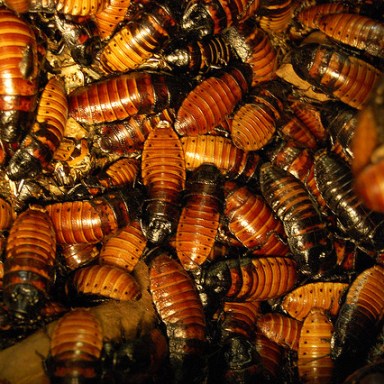 Vegan Restaurant Owner Allows Roach Infestation Over Moral Grounds