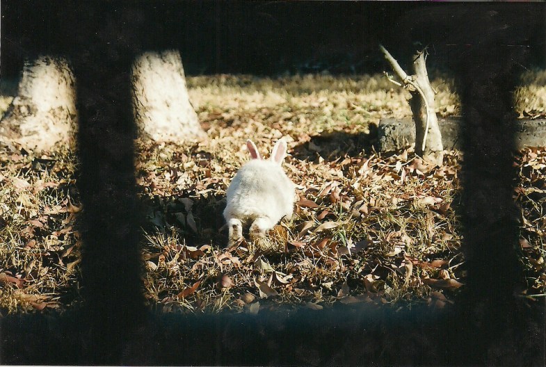 Flickr/ Clara Araujo