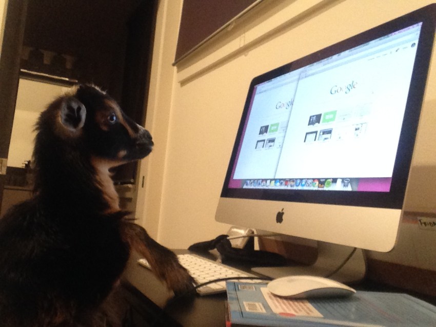 5 Life Lessons I’ve Learned From My Pet Goats