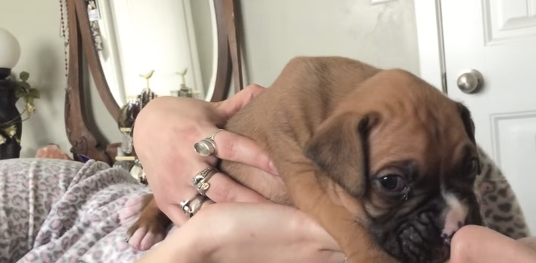 Watch: Adorable Baby Boxer Learns How To Howl For The First Time