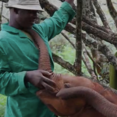 New Life Goal: Baby Elephant Whisperer