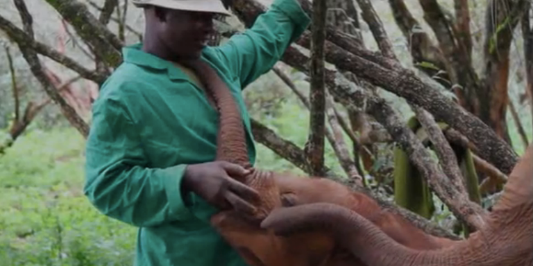 New Life Goal: Baby Elephant Whisperer