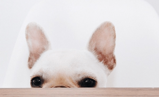 19 Photos Of French Bulldogs To Make Your Life Much, Much Better