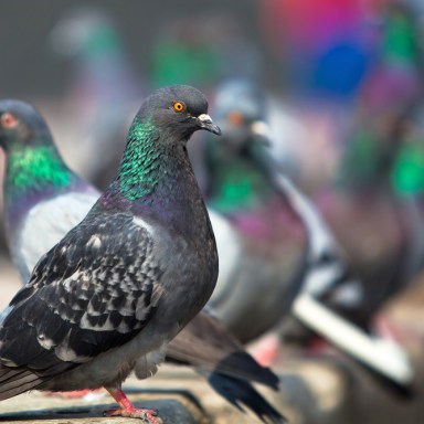 Why Humans Should Think Like Pigeons: A Psychological Experiment