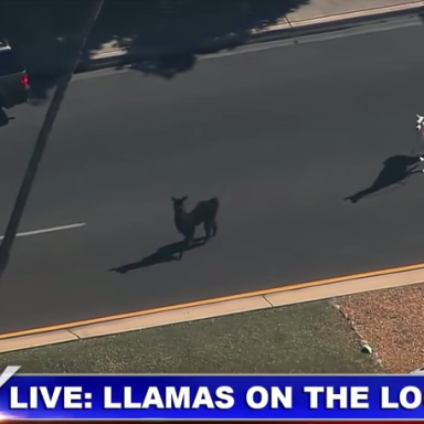 This Arizona Llama Chase Is Everything You Need To Get Your Weekend Popping
