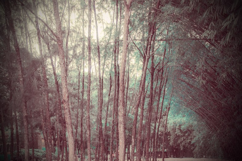 Flickr / Luci Correia