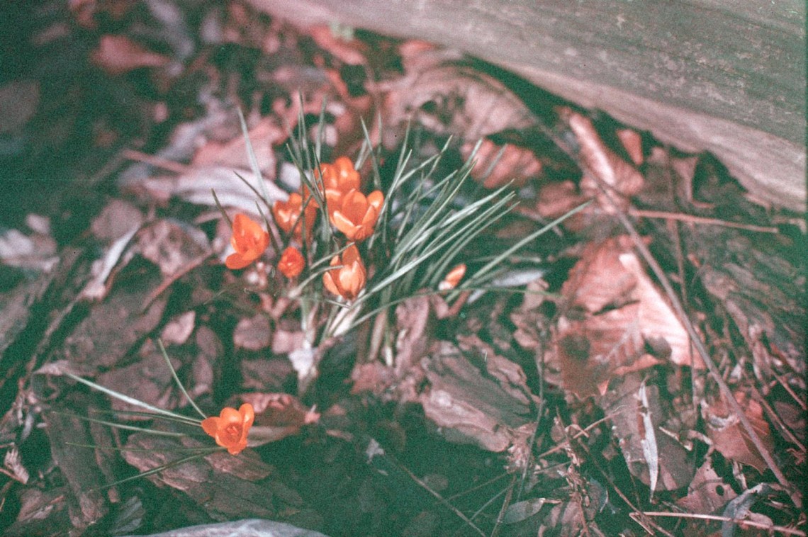 Flickr / Benjamin Balázs