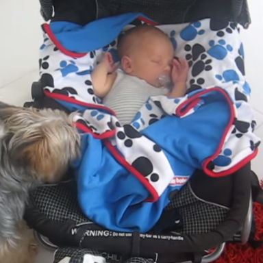 This Dog Tucking In Her Best Friend Is The Cutest Thing Ever