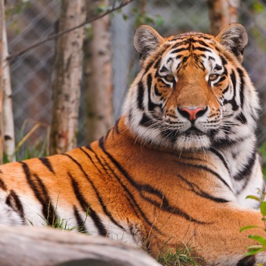 8 Imaginary Thoughts From The Tiger In Captivity That People Pose With On Tinder