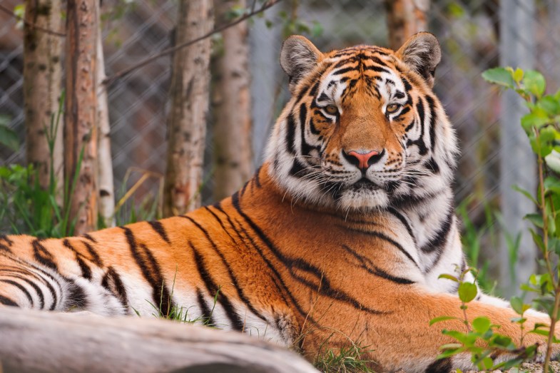 Flickr / Tambako The Jaguar