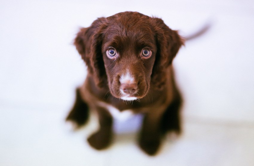15 Things That Happen When Your Dog Is Basically Your Baby