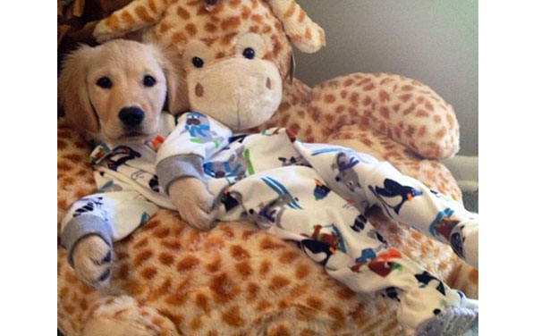 19 Photos Of Dogs In Pajamas That Will Overload You With Cuteness