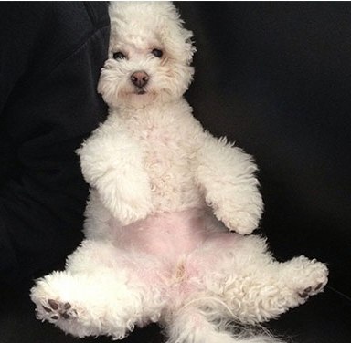 18 Reasons Bichon Frises Are The Worst Indoor Dog Breeds Of All Time