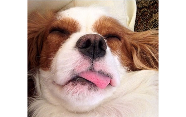 27 Reasons Why Cavalier King Charles Spaniels Are Actually The Least Favorite Dogs In The World