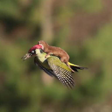 This Unbelievable Photo Of A Baby Weasel Riding On The Back Of A Woodpecker Is Everything You Will Ever Need