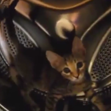 The Cat That Accidentally Invented The Cat Wheel…While In A Washing Machine