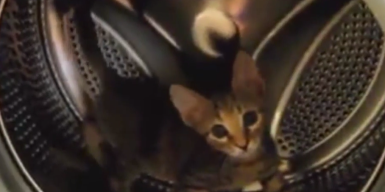 The Cat That Accidentally Invented The Cat Wheel…While In A Washing Machine