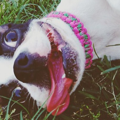 21 Reasons Boston Terriers Are Totally Unfit To Be Pets